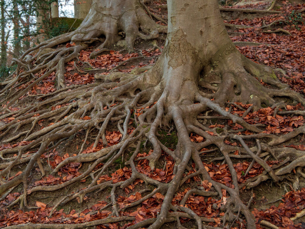 Racines d'un arbre