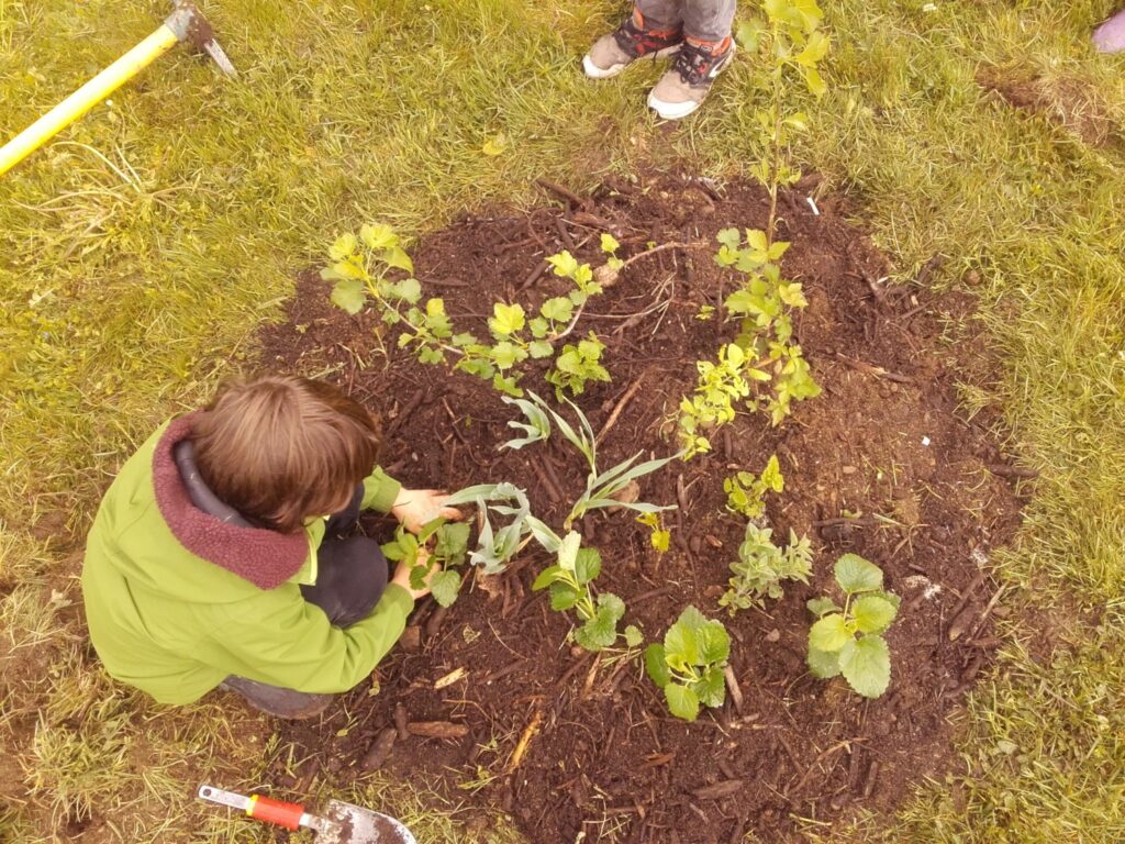 Un enfant soigne des plantations dans une cour d'école
